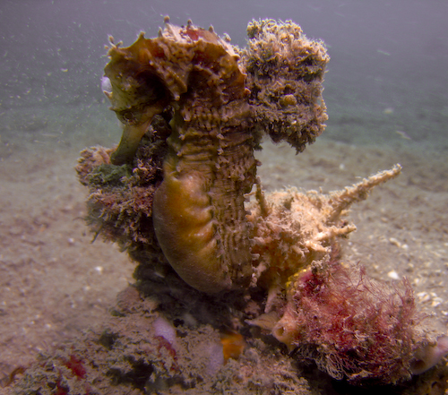 Pregnant Male Seahorse