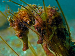 Seahorses In Love