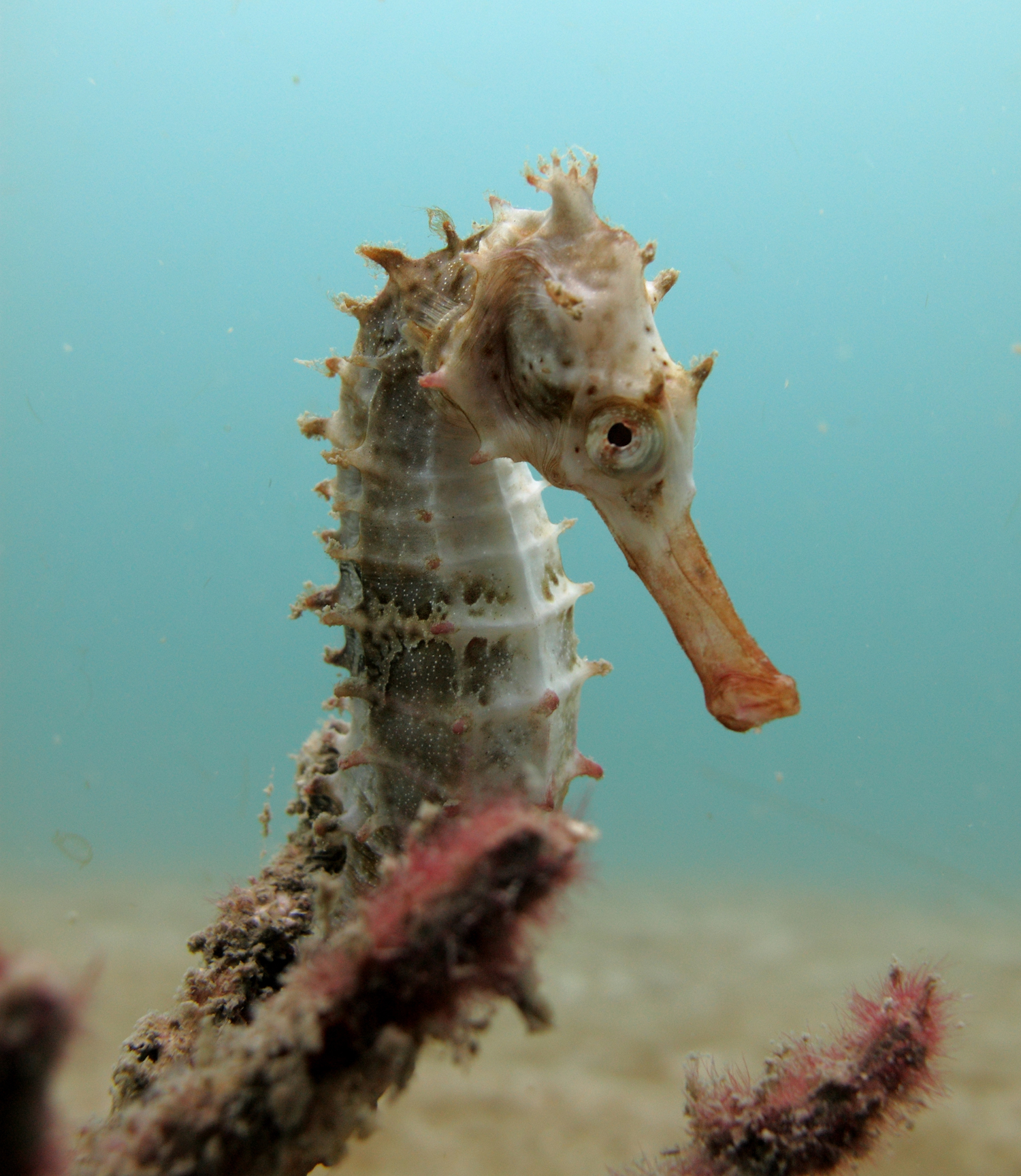 Seahorse Cambodia