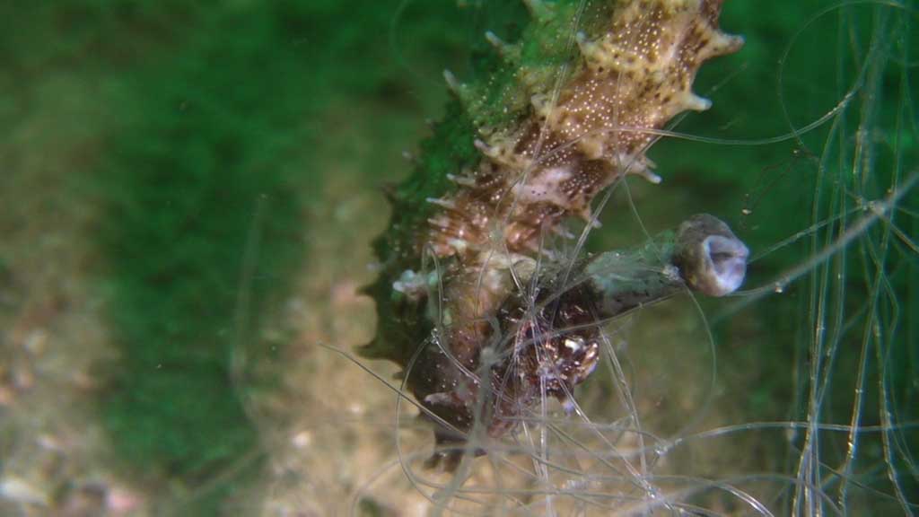 Seahorse Entangled in Gill Net