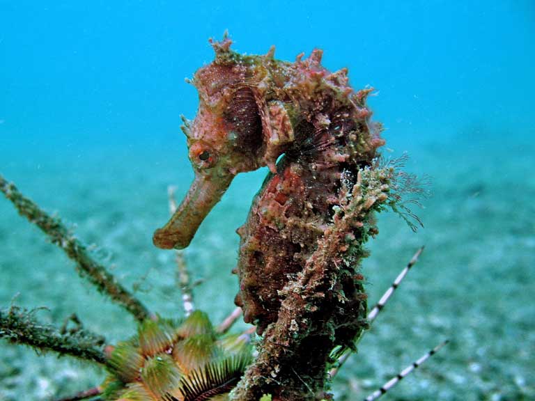 Seahorse