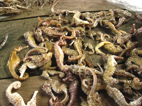 Volunteer to protect Cambodian Seahorses