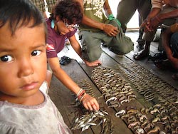Illegal Catch of Seahorses in Cambodia