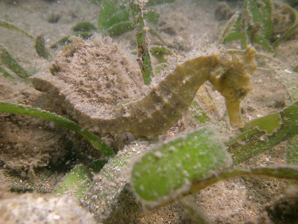 Seahorse Research