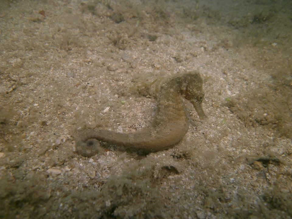 Seahorses Cambodia