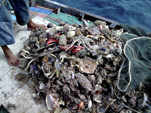 Illegal trawling by catch
