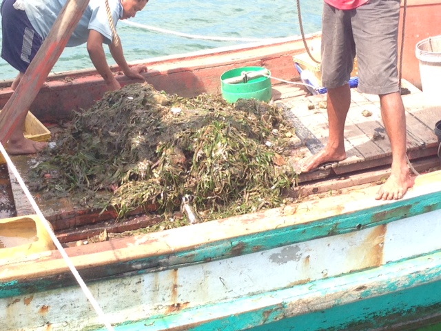 Trawled up Seagrass