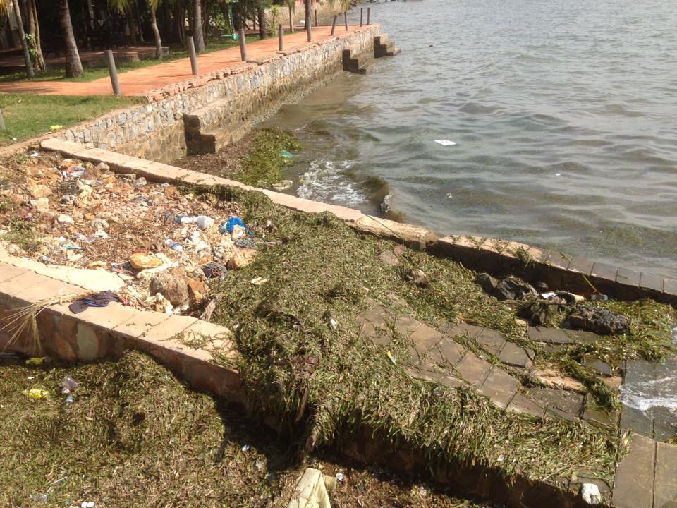 Seagrass Destroyed by Trawlers