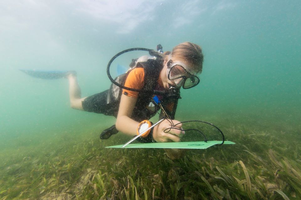 Marine Research, Volunteer, Internship