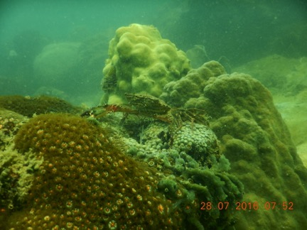 Coral and Crab, volunteer photos