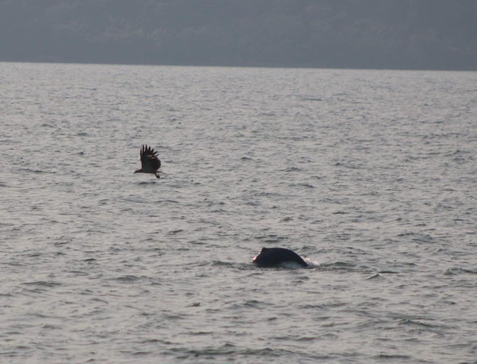 Dolphin and Sea Eagle