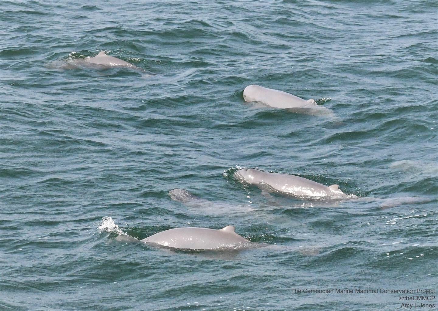 Irrawaddy Dolphins in Kep Cambodia