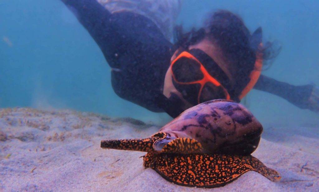 Ways to Join Us - Marine Conservation Cambodia