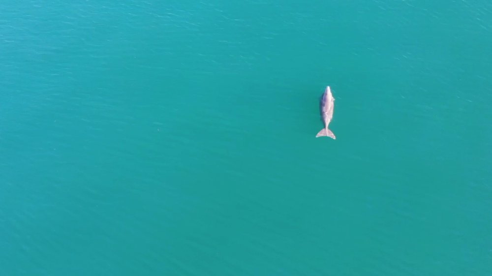 Our first confirmed dugong sighting in Kep, Cambodia during an aerial survey