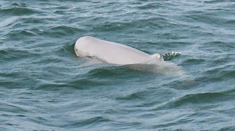 Irrawaddy dolphins are the main target species of CMMCP's monitoring