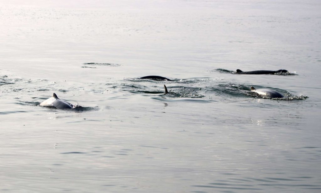 Our team spotting a group of Irrawaddy dolphins travelling