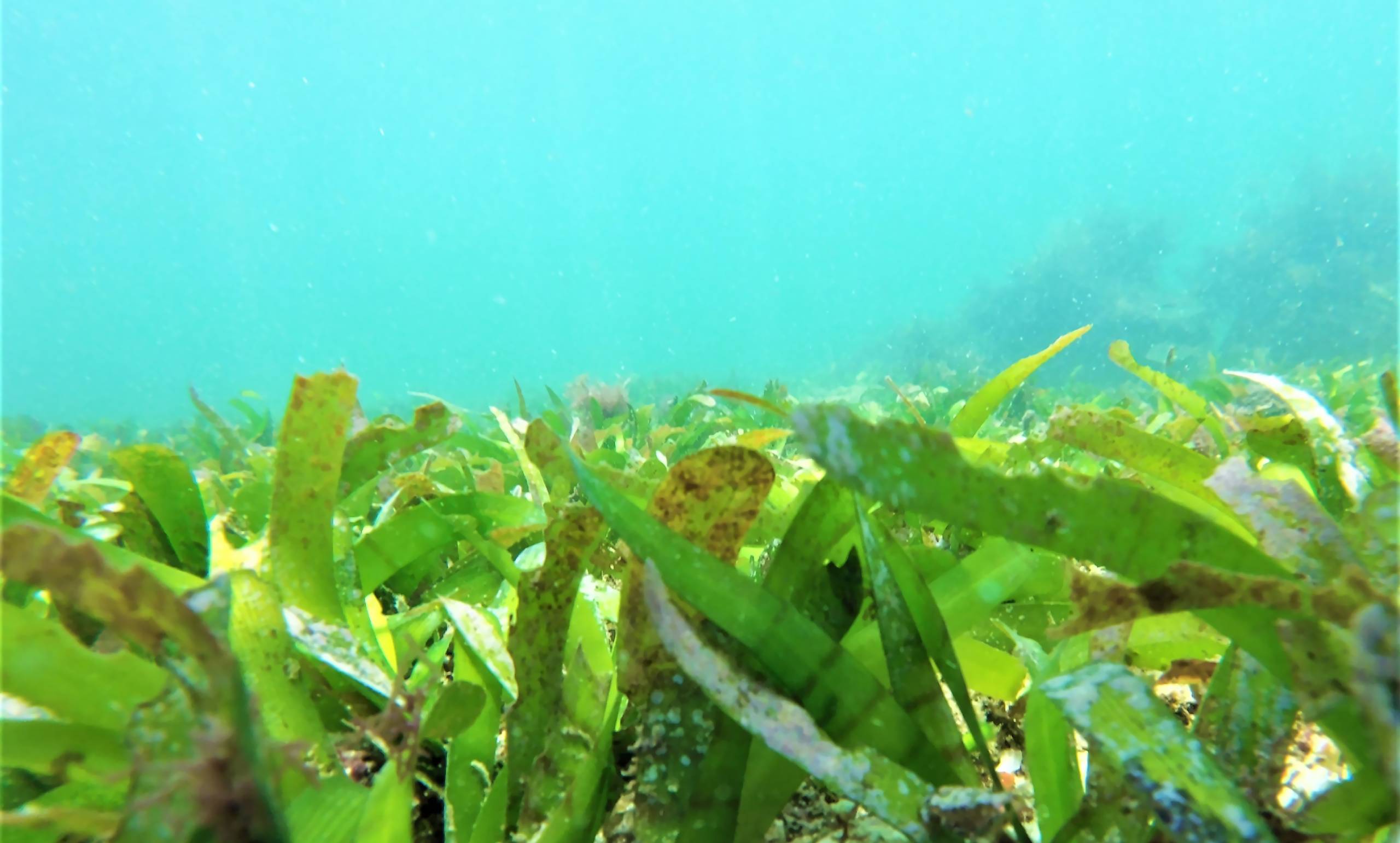 Encountering a dense patch of seagrass during an underwater survey