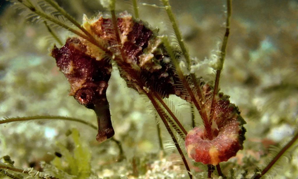 finding a seahorse during an underwater survey