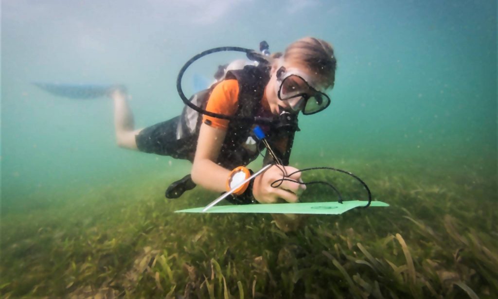Marine Conservation Cambodia's projects Seagrass