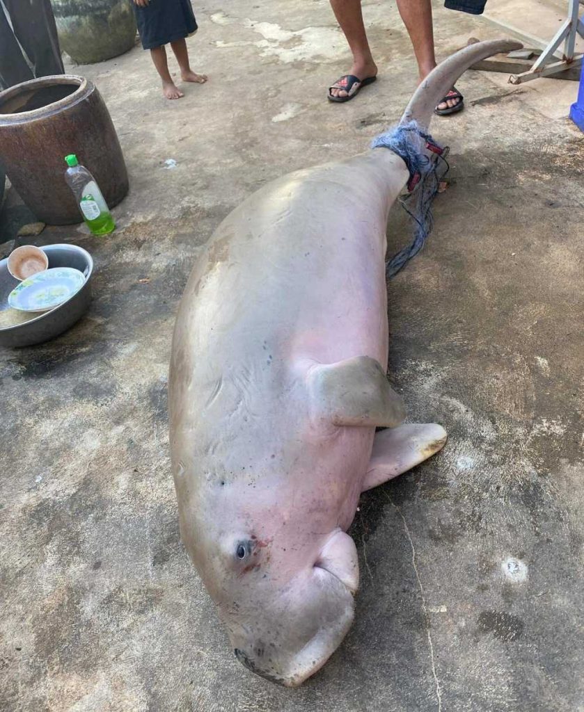 A juvenile dugong was caught as bycatch in the Kep Marine Fisheries Management Area