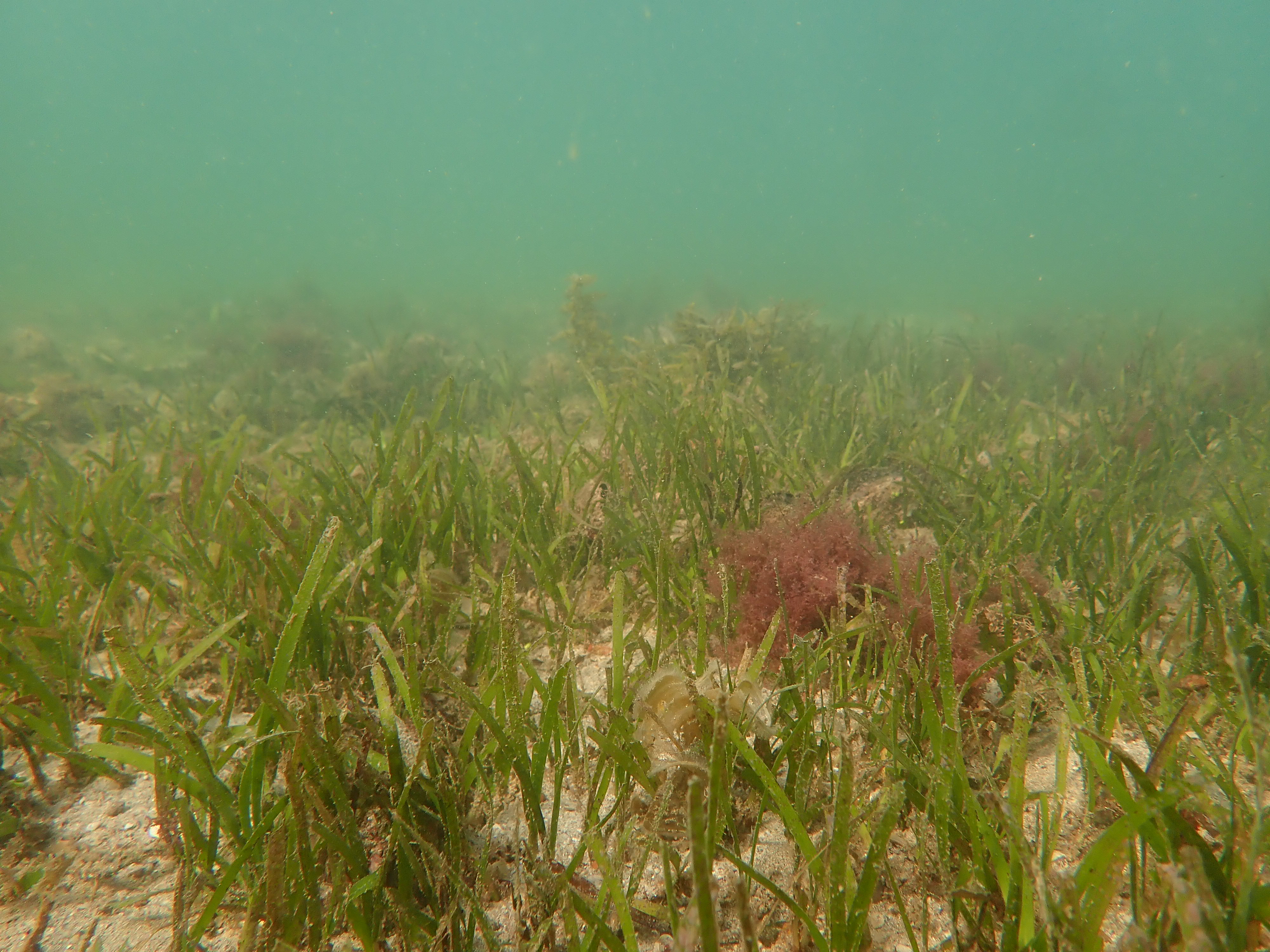 Seagrass coral reef biodiversity Surveys Kampot and Kep Cambodia