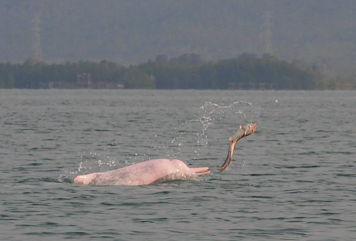 CMMCP, Kampot Community Surveys Indo Pacific Humpback Dolphins