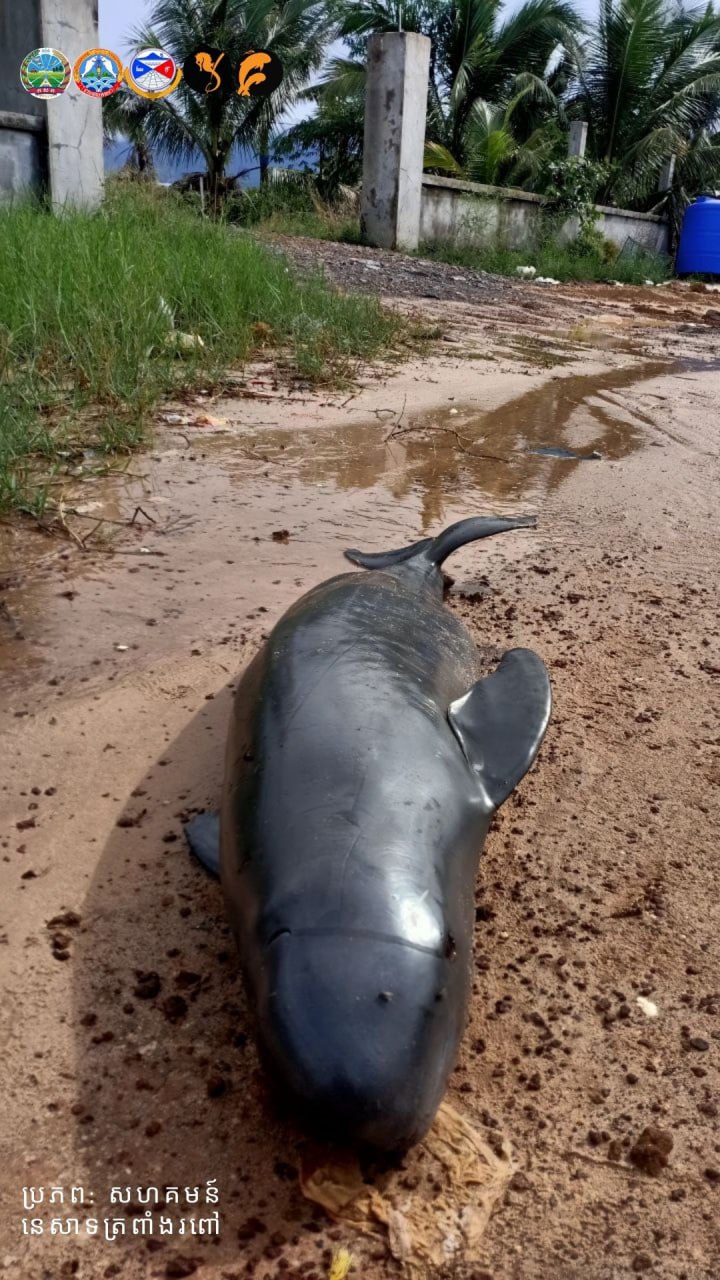 Stranding of finless porpoise in Kampot