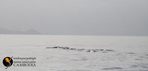 Dolphins in Kep (10)