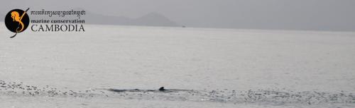 Dolphins in Kep (11)