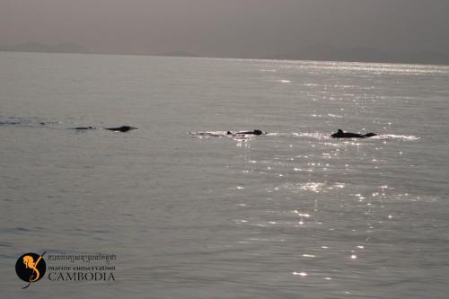 Dolphins in Kep (12)