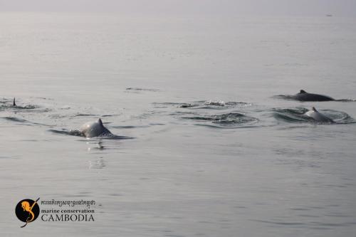 Dolphins in Kep (2)