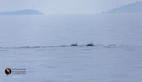 Dolphins in Kep, 2nd February (1)