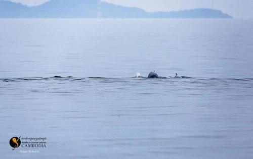Dolphins in Kep, 2nd February (2)