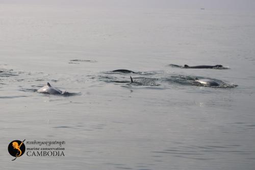Dolphins in Kep (3)