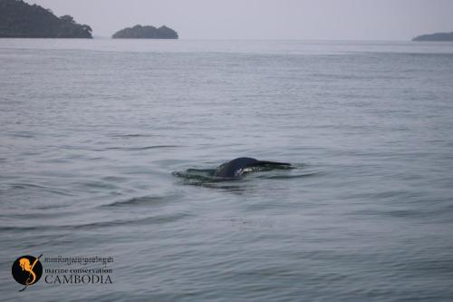 Dolphins in Kep (5)