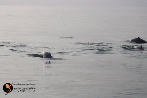 Dolphins in Kep (6)