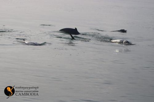 Dolphins in Kep (7)