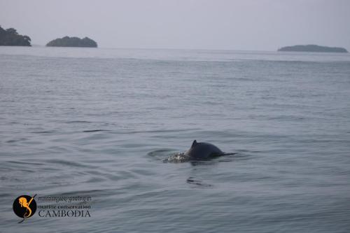 Dolphins in Kep (8)