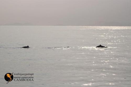 Dolphins in Kep (9)